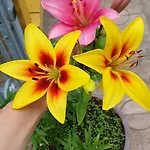 Farrmhouse With Goats And Garden * Frankolovo