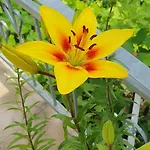 Farrmhouse With Goats And Garden Apartment *