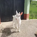 Apartment Farrmhouse With Goats And Garden Frankolovo
