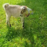 Farrmhouse With Goats And Garden *