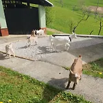 Farrmhouse With Goats And Garden * Frankolovo