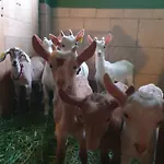 Farrmhouse With Goats And Garden Apartment Frankolovo