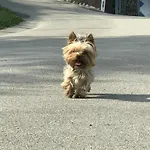 Farrmhouse With Goats And Garden Apartment