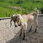 Farrmhouse With Goats And Garden Apartment Frankolovo