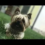 Farrmhouse With Goats And Garden *