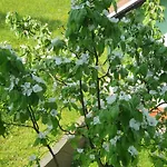 Farrmhouse With Goats And Garden Apartment *