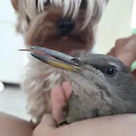 Farrmhouse With Goats And Garden Frankolovo