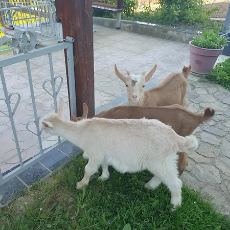 Farrmhouse With Goats And Garden * Frankolovo