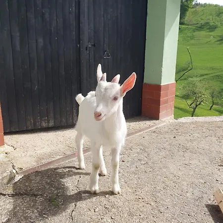 Apartment Farrmhouse With Goats And Garden Frankolovo