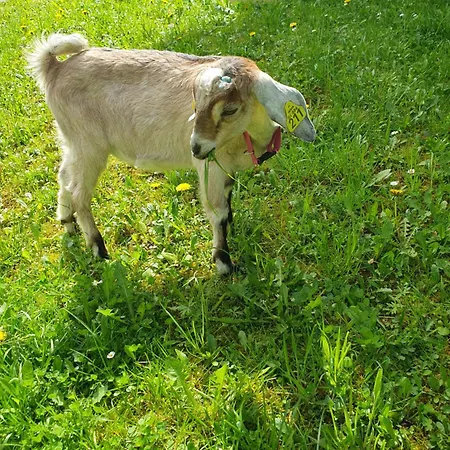 Farrmhouse With Goats And Garden *