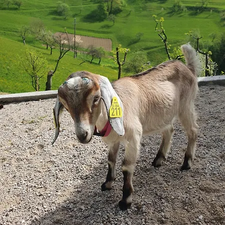 Farrmhouse With Goats And Garden Apartment Frankolovo